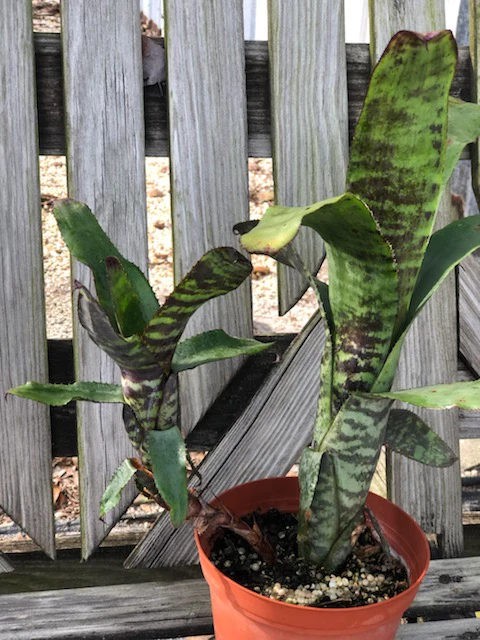 Aechmea atrovittata