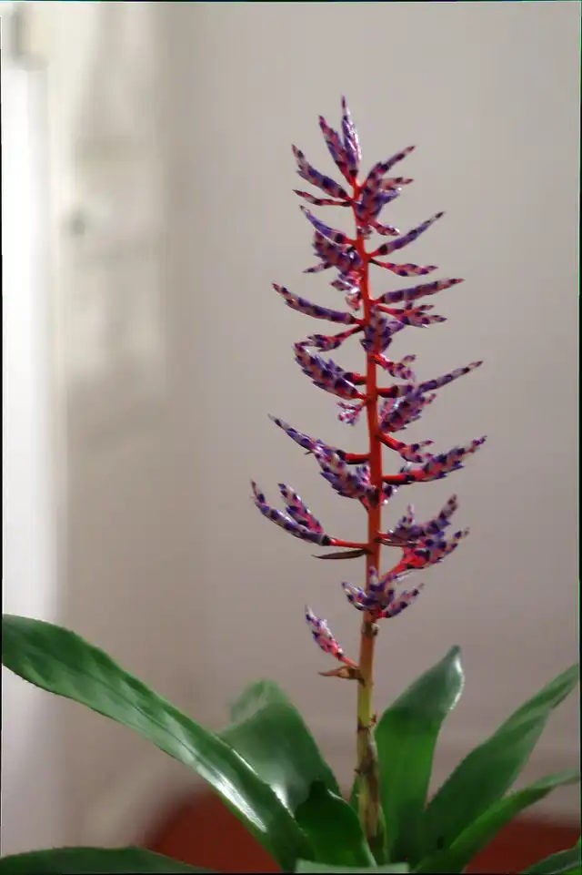 Aechmea azurea