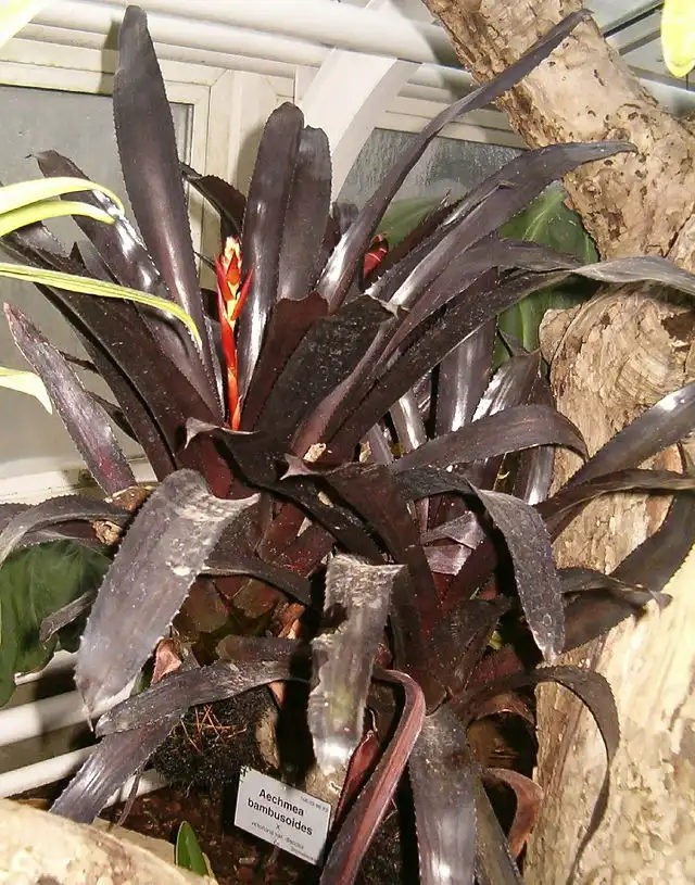 Aechmea bambusoides