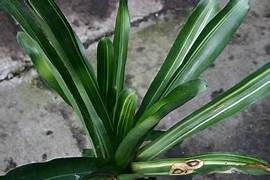 Aechmea bicolor