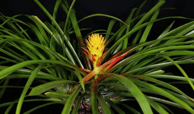 Aechmea biflora