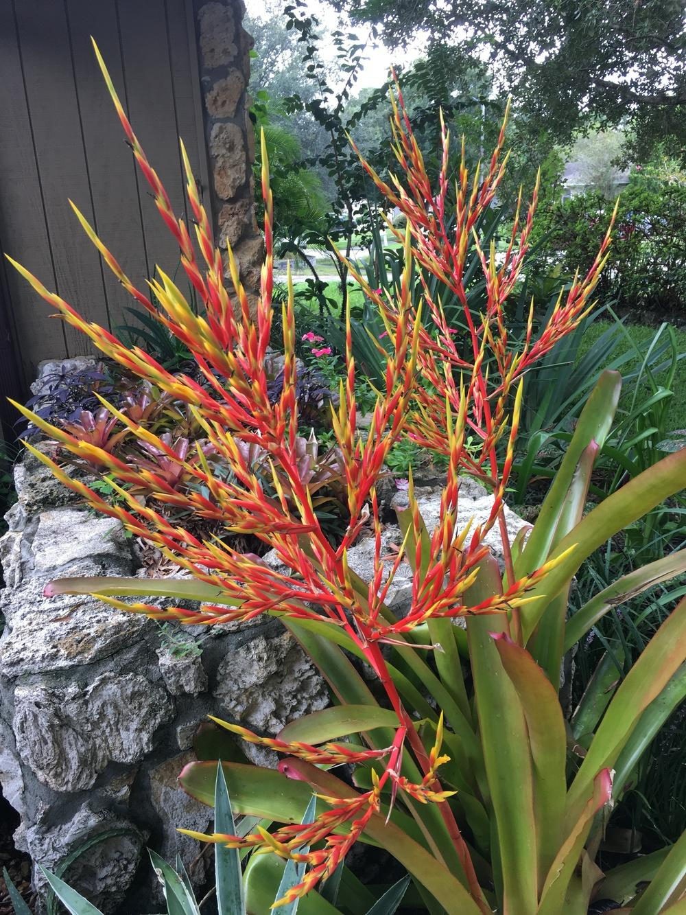 Aechmea blanchetiana