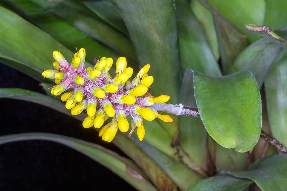 Aechmea blumenavii