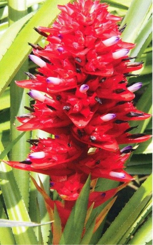 Aechmea brachystachys