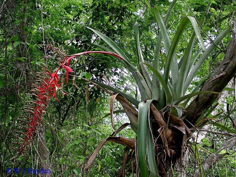 Aechmea bracteata