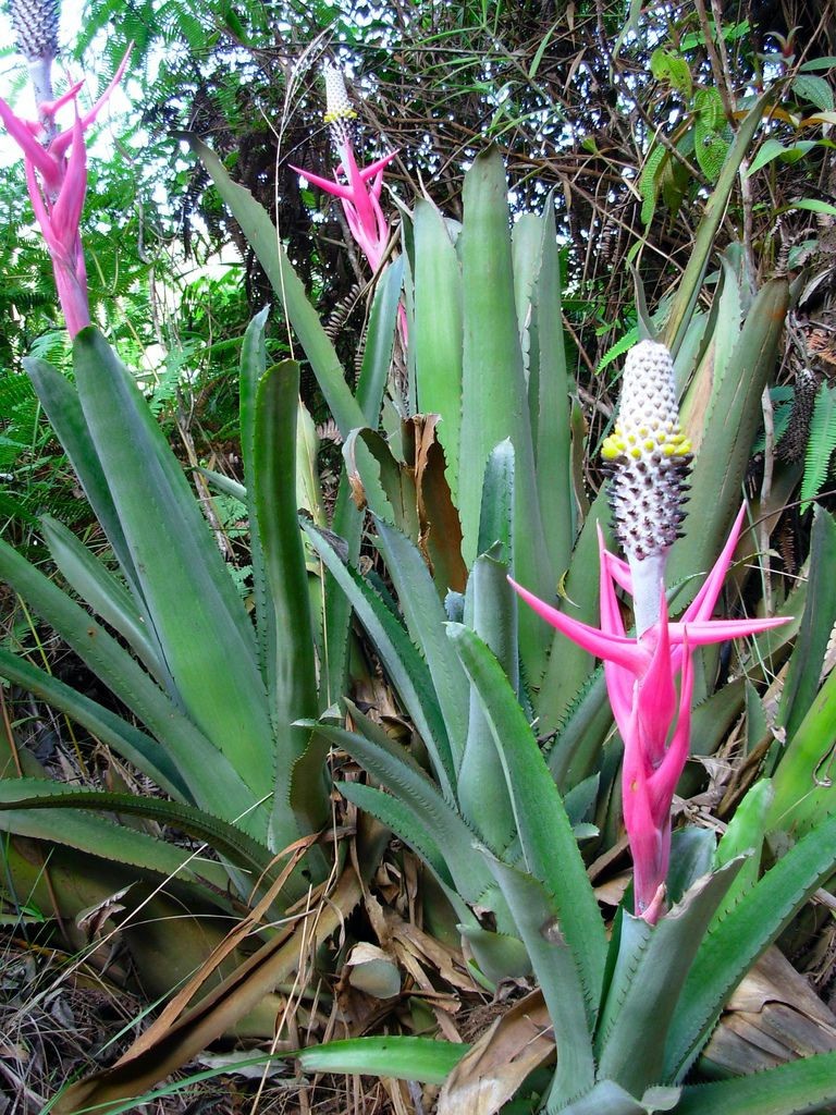 Aechmea bromeliifolia