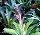 Aechmea brueggeri