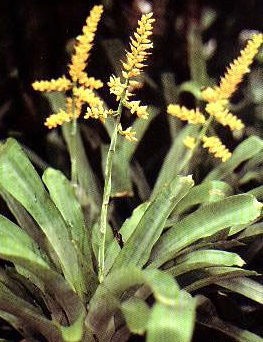 Aechmea burle marxii
