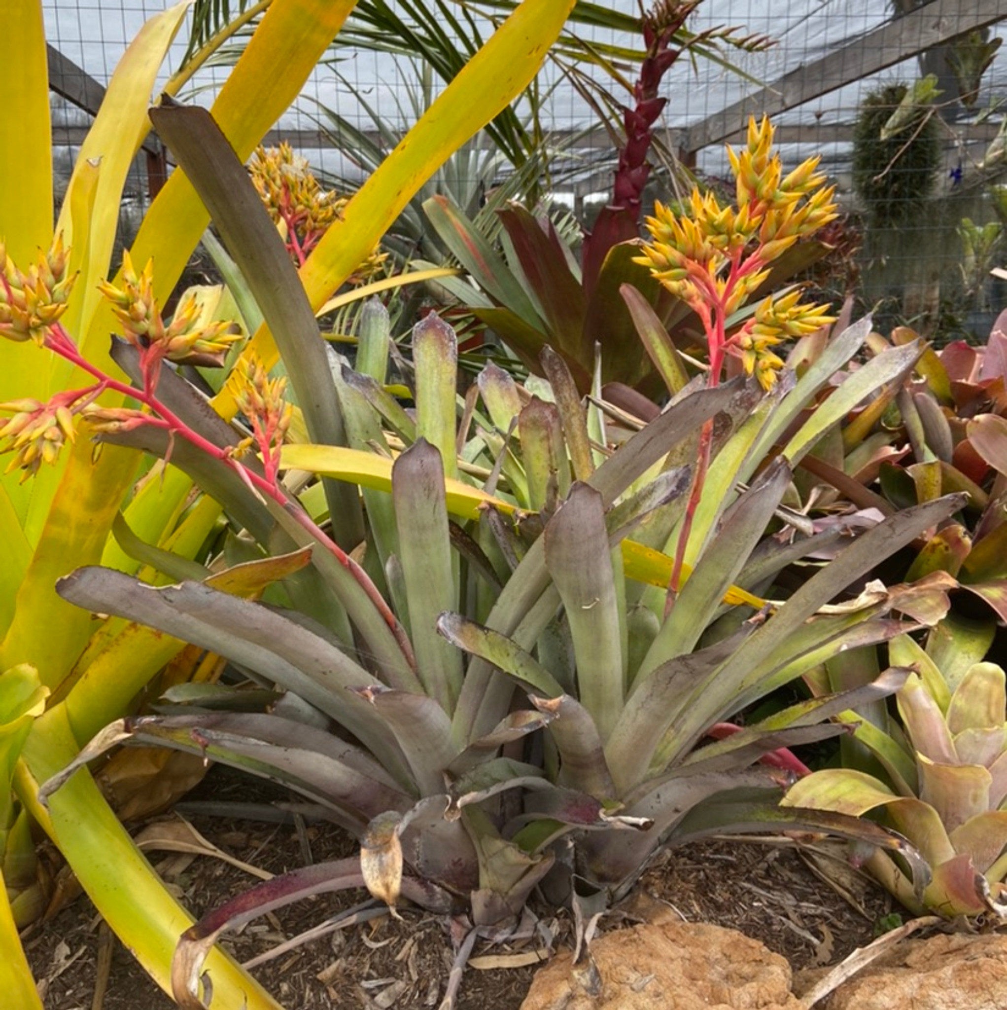 Aechmea callichroma