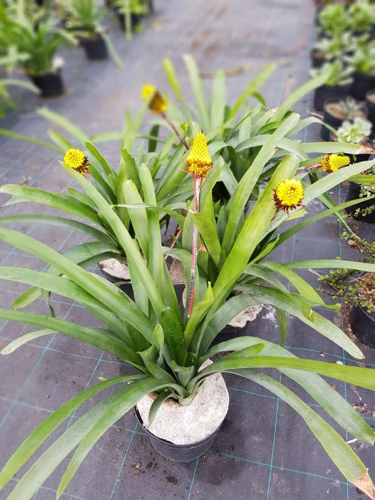 Aechmea calyculata