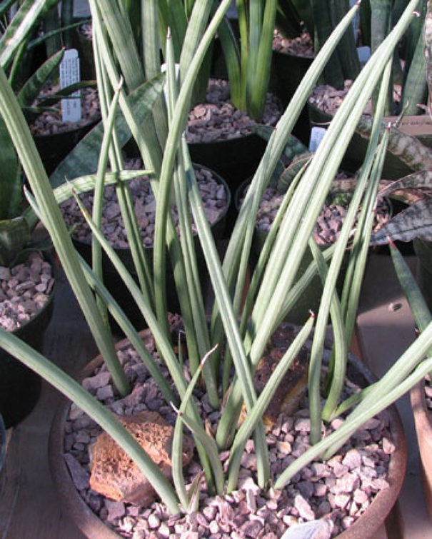Aechmea canaliculata