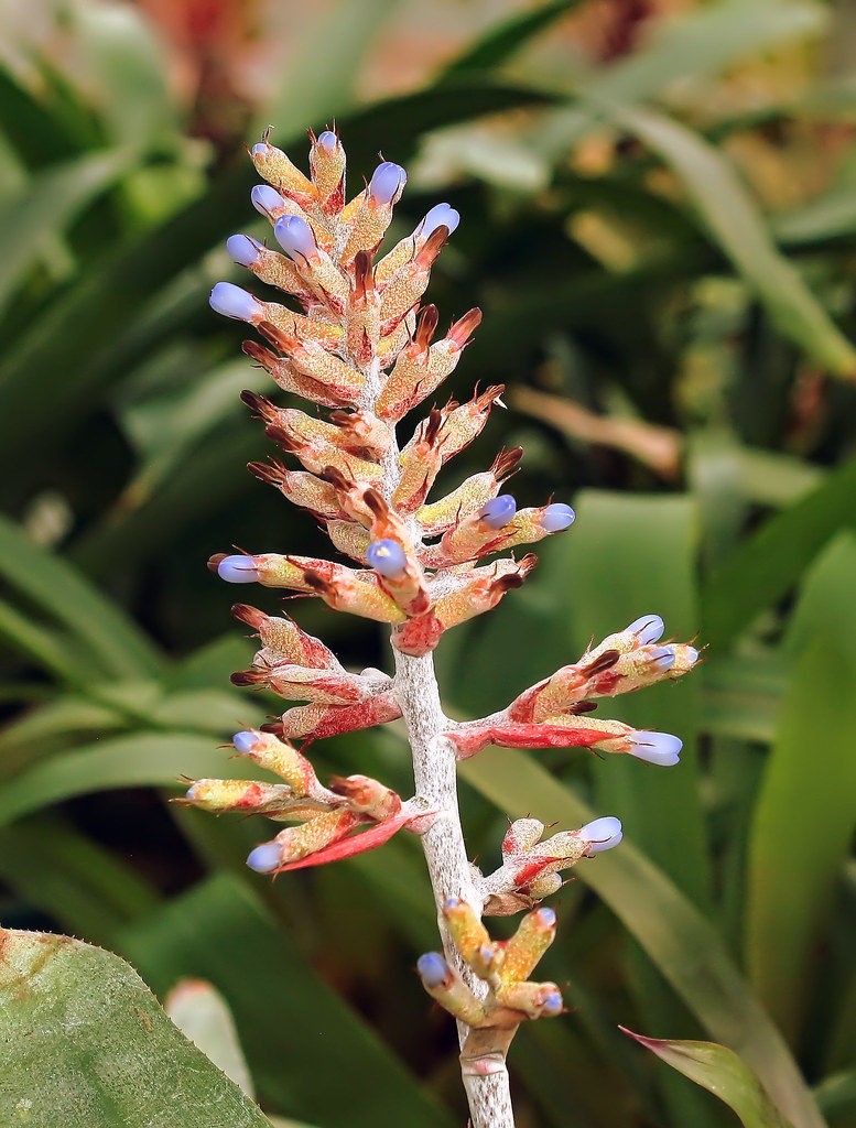 Aechmea candida