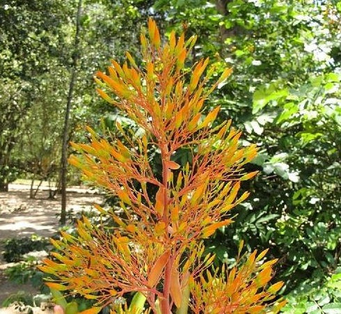 Aechmea cariocae
