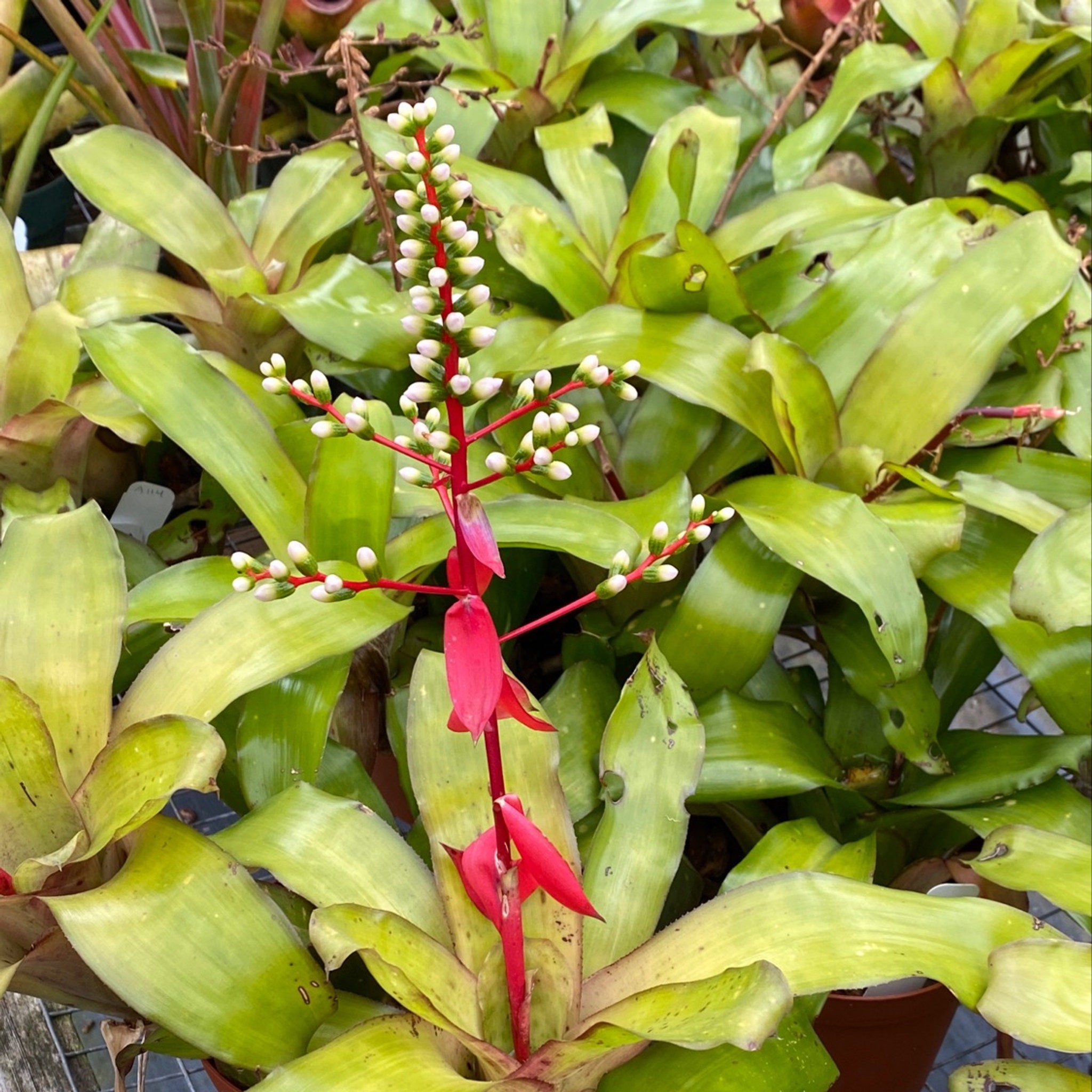 Aechmea carvalhoi