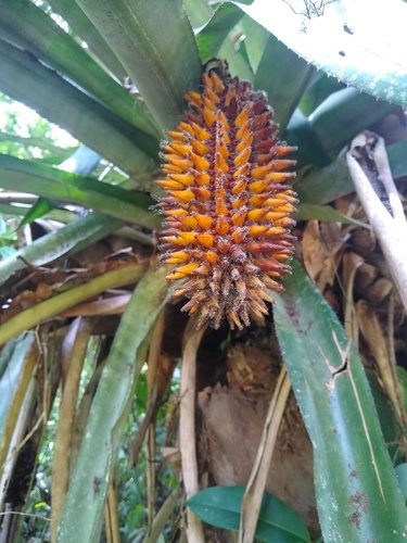 Aechmea castanea