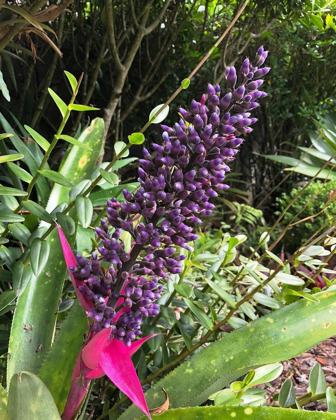 Aechmea castelnavii
