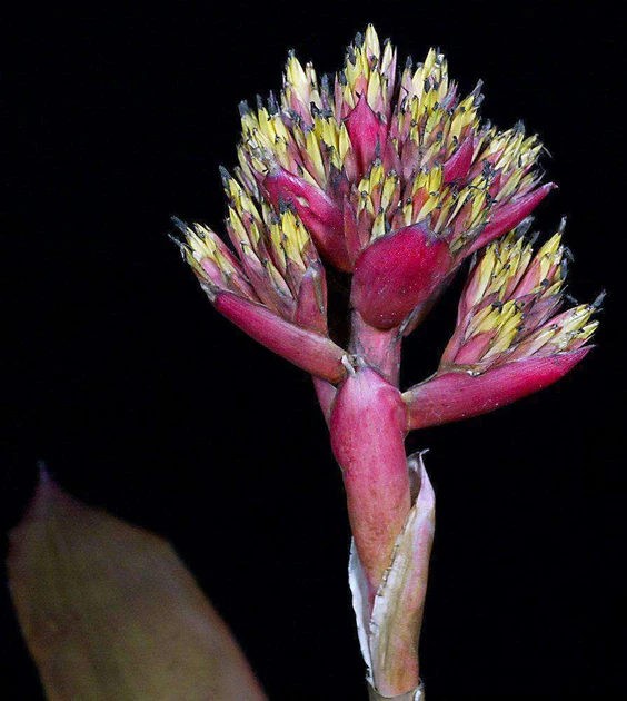 Aechmea cephaloides