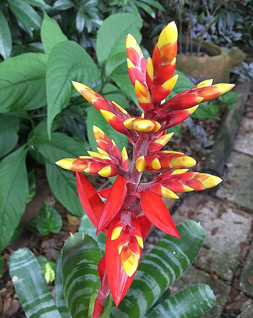 Aechmea chantinii