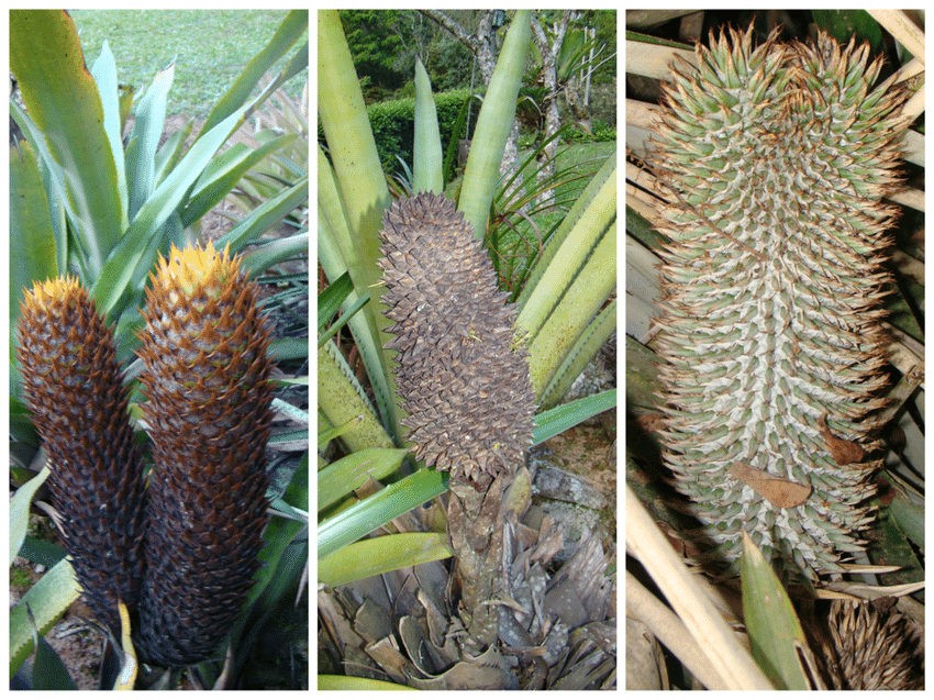 Aechmea chevaliera