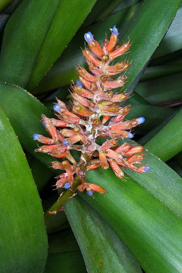 Aechmea coelestis