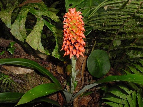 Aechmea colombiana