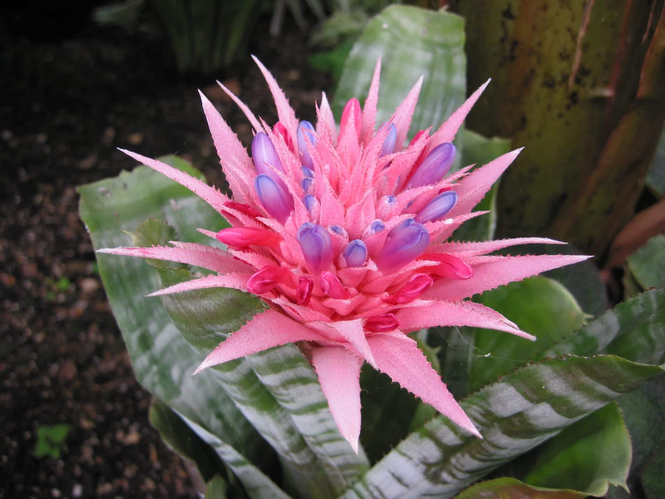 Aechmea