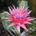 Aechmea