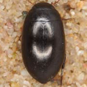 Agabus chalconatus