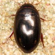 Agabus uliginosus