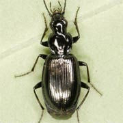 Agonum scitulum