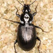 Agonum viduum