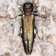 Agrilus ater