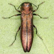 Agrilus cuprescens