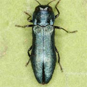 Agrilus cyanescens