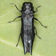 Agrilus guerini