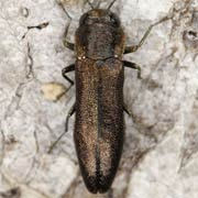 Agrilus obscuricollis