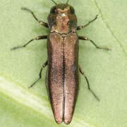 Agrilus ribesi