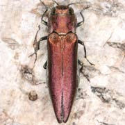 Agrilus sinuatus