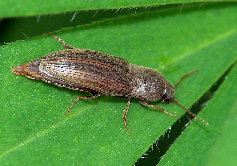 Agriotes lineatus