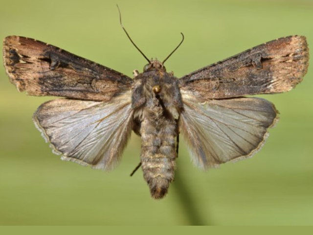 Agrotis ipsilon