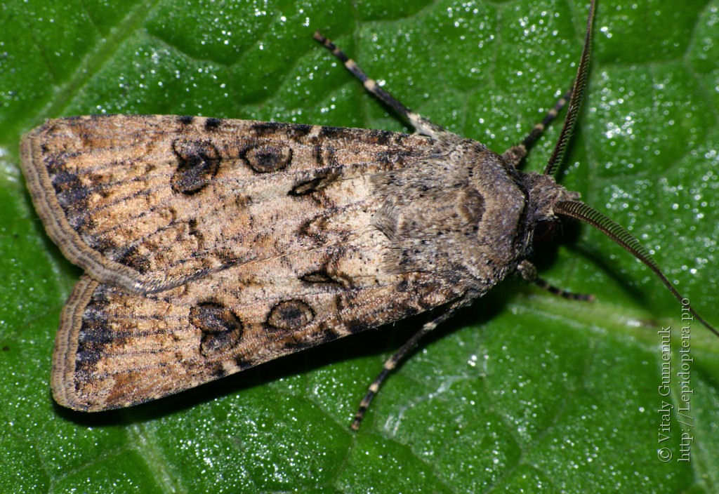 Agrotis segetum