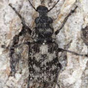 Allandrus undulatus