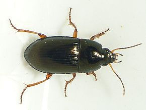 Amara familiaris