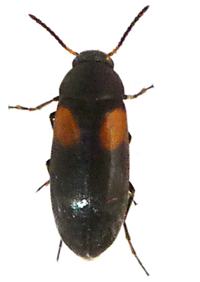 Anaspis fasciata 2