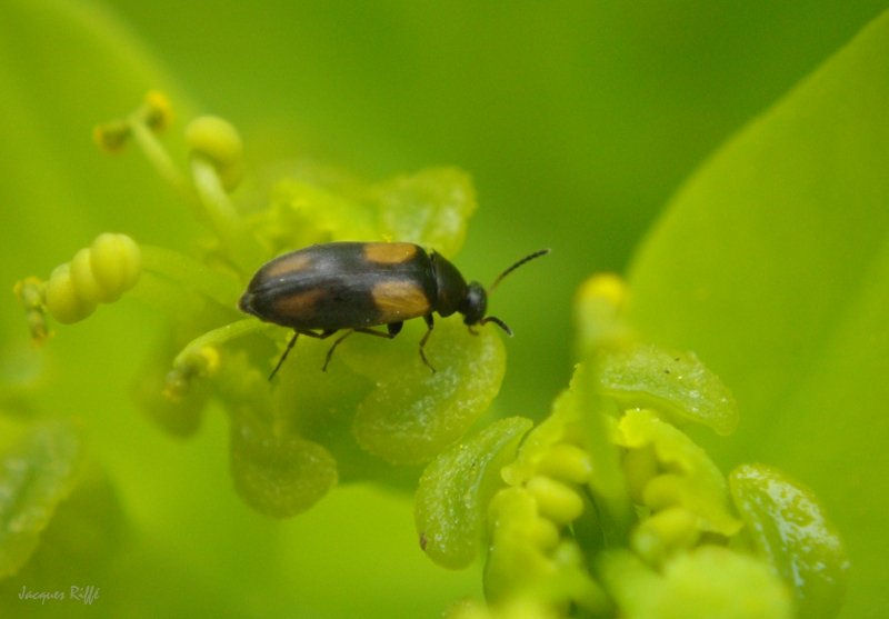 Anaspis fasciata 3