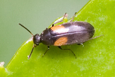 Anaspis fasciata 4