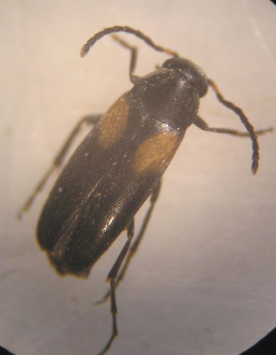 Anaspis fasciata 5