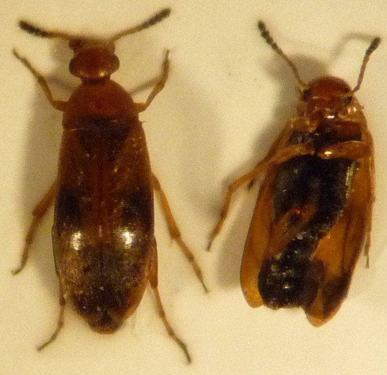 Anaspis maculata 10