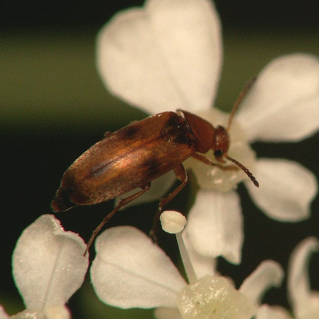 Anaspis maculata 11