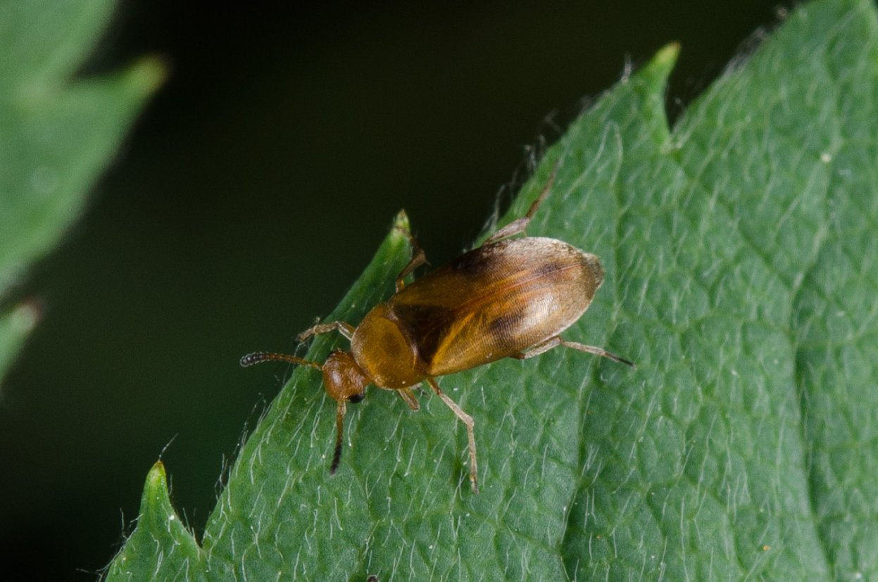 Anaspis maculata 4